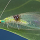 Illustration for article titled This new species of insect was discovered on Flickr